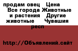  продам овец › Цена ­ 100 - Все города Животные и растения » Другие животные   . Чувашия респ.